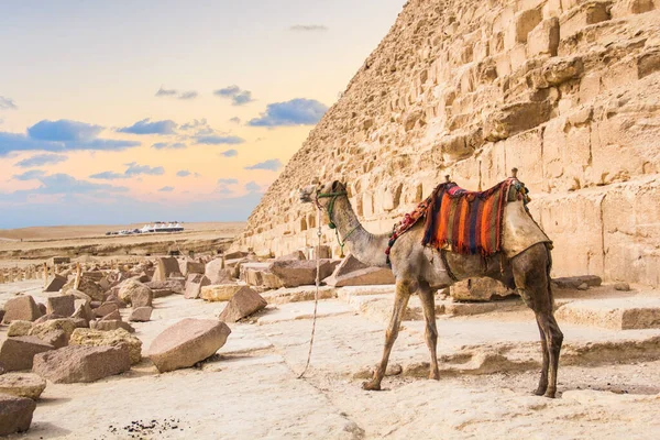 Mısır Giza Şehrinde Firavun Keops Khafren Mikerin Piramitlerinin Arka Planına — Stok fotoğraf