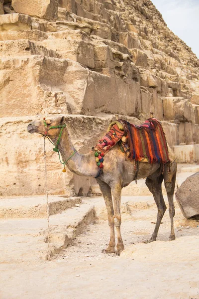 Mısır Giza Şehrinde Firavun Keops Khafren Mikerin Piramitlerinin Arka Planına — Stok fotoğraf