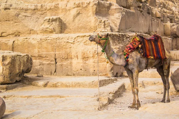 Mısır Giza Şehrinde Firavun Keops Khafren Mikerin Piramitlerinin Arka Planına — Stok fotoğraf