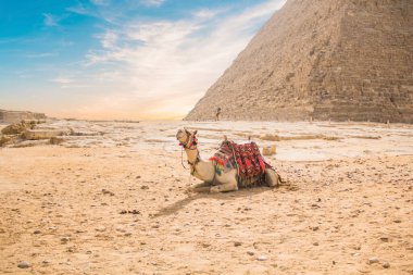 Mısır 'ın Giza şehrinde firavun Keops, Khafren ve Mikerin piramitlerinin arka planına karşı deve.