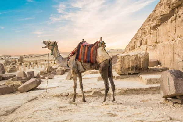 Mısır Giza Şehrinde Firavun Keops Khafren Mikerin Piramitlerinin Arka Planına — Stok fotoğraf