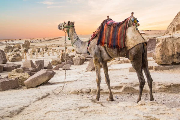 Mısır Giza Şehrinde Firavun Keops Khafren Mikerin Piramitlerinin Arka Planına — Stok fotoğraf