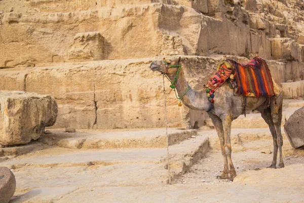 Mısır Giza Şehrinde Firavun Keops Khafren Mikerin Piramitlerinin Arka Planına — Stok fotoğraf
