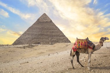 Mısır 'ın Giza şehrinde firavun Keops, Khafren ve Mikerin piramitlerinin arka planına karşı deve.
