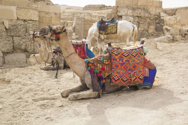 Kameel Tegen Achtergrond Van Piramides Van Farao Cheops Khafren Mikerin — Stockfoto