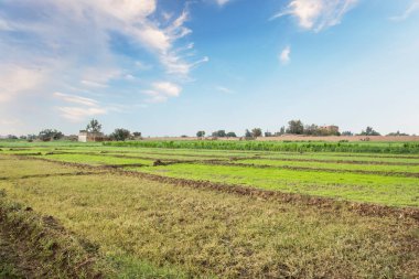 Mısır 'ın Kahire yakınlarındaki geleneksel Mısır köyü