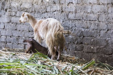 Goat in a traditional Egyptian village near Cairo, Egypt