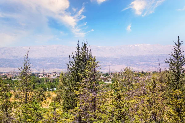 Hermosa Vista Del Cedro Líbano — Foto de Stock