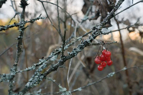 Red Berries Branch Moss Forest — Stock Photo, Image