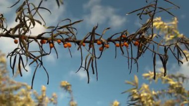 Sonbahar yaprakları mavi gökyüzüne karşı