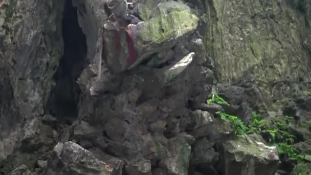 Een Kudde Apen Springt Rotsen Bomen — Stockvideo