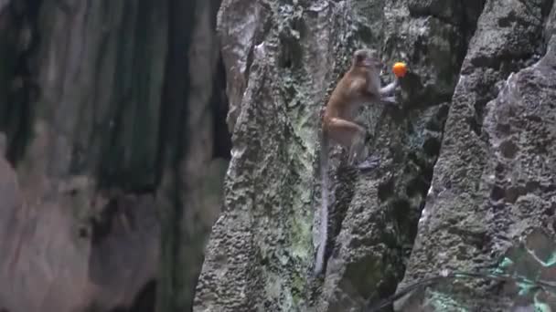 Una Bandada Monos Salta Sobre Rocas Árboles — Vídeos de Stock