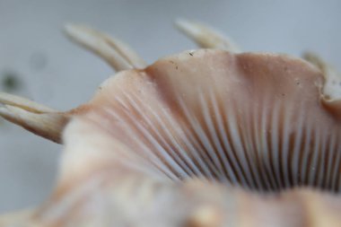 Kabuk kıyıya yakın çekim 5