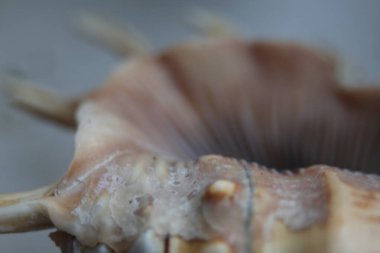 4. Sahilde yakın çekim.