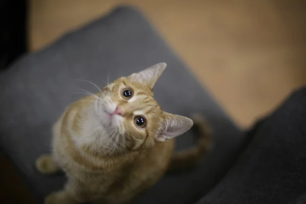 Die Katze Schaut Mit Großen Augen — Stockfoto