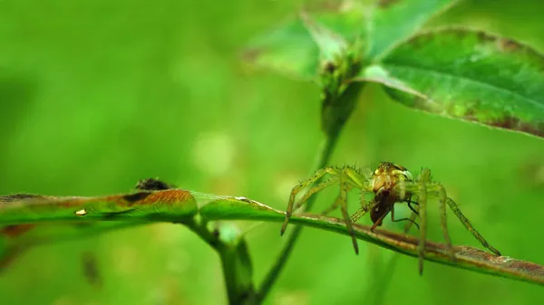 Yaprağın Üzerindeki Örümcek — Stok fotoğraf