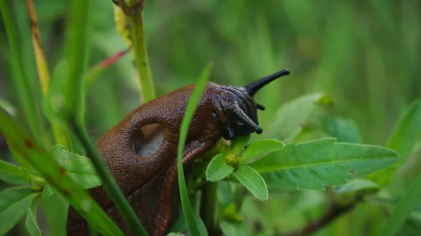 Caracol Uma Folha — Fotografia de Stock