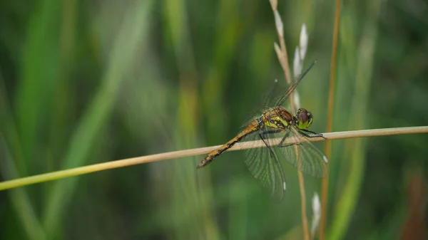 Libelle Rustend Een Blad — Stockfoto