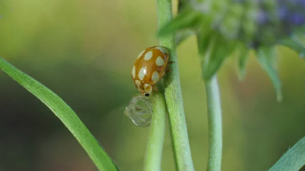 Yeşil Yaprakta Uğur Böceği — Stok fotoğraf