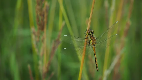 Libelle Rustend Een Blad — Stockfoto