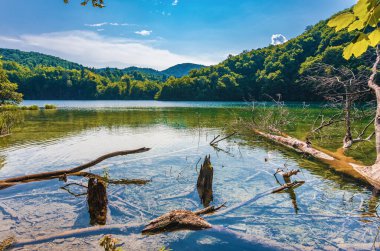 Hırvat. güneşli bir gün. Plitvice Gölleri Ulusal Parkı. Temiz suda dallar ve ağaç parçaları. Boşluğu kopyala.