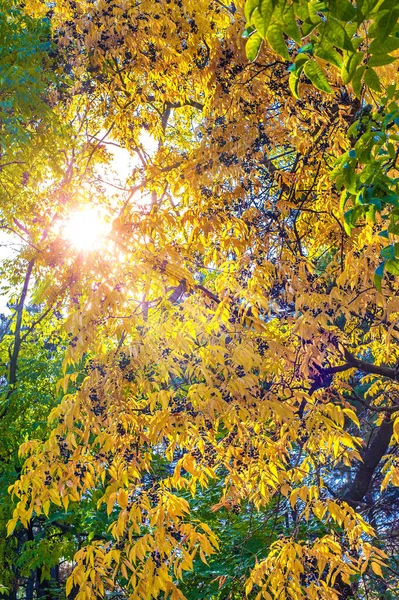 Dia Ensolarado Outono Fundo Outono Folhas Amarelas Alaranjadas Verdes Nas — Fotografia de Stock