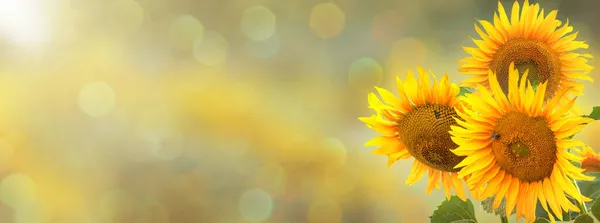 Three blooming sunflowers on a blurred background of nature. Website banner with blurred space for text. Copy space.