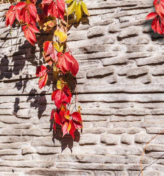 Autumn background.A branch of wild grapes on a stone wall.Stone wall texture.Red and yellow leaves on a branch.Copy space.