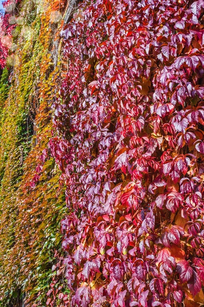 Fundo Outono Folhas Multicoloridas Uvas Silvestres Parede Coberta Com Uvas — Fotografia de Stock