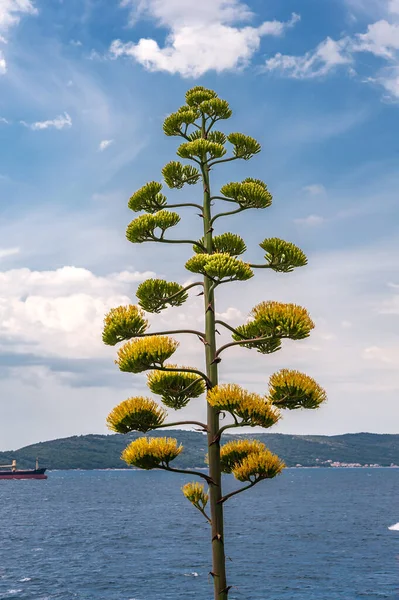 Yüksek Pedikürlü Bir Amcaya Çiçek Verdi Çiçekleri Denizin Arka Planına — Stok fotoğraf