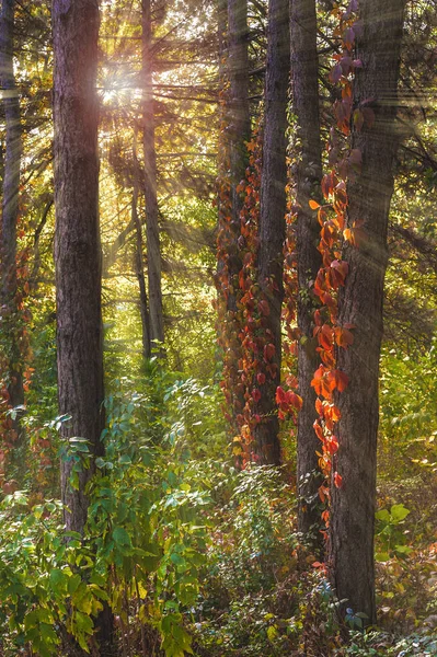 Parkta Sonbahar Günü Çam Ağaçlarının Gövdelerine Sarılmış Yabani Üzümler Güneş — Stok fotoğraf