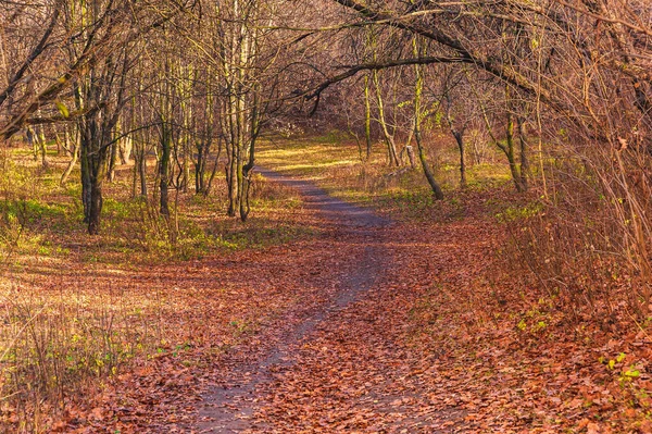 Ormanda sonbahar güneşli bir gün. Düşen yapraklar arasında bir patika. Uzayı kopyala..