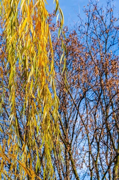 Sunny Autumn Day Willow Branches Yellow Leaves Background Tree Dry — Fotografia de Stock
