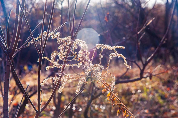 Ηλιόλουστη Φθινοπωρινή Μέρα Κλαδιά Θάμνου Χωρίς Φύλλα Φωτισμένα Από Τον — Φωτογραφία Αρχείου
