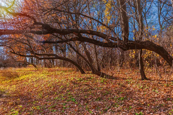 Sunny Autumn Day Curving Trees Growing Path — Stock Photo, Image