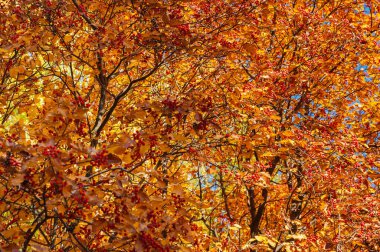 Güneşli bir sonbahar günü.Parlak sarı yapraklı ve kırmızı bereli Rowan dalları..