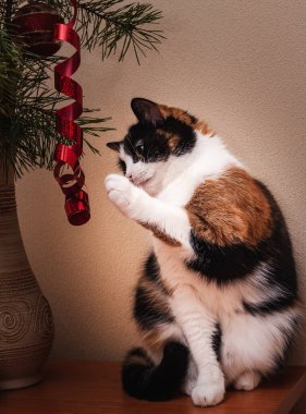 Üç renkli bir kedi Noel ağacında asılı bir yılanla oynar..