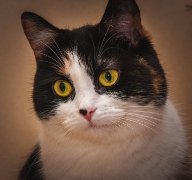 Burnunda siyah bir nokta olan üç renkli bir kedi portresi..