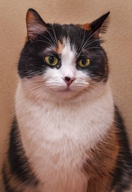 Burnunda siyah bir nokta olan üç renkli bir kedi portresi..