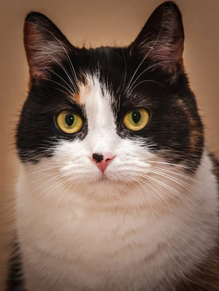Portrait Tricolor Cat Black Dot Its Nose — Stock Photo, Image