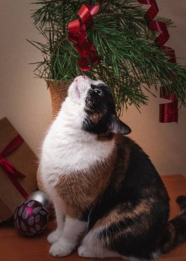 Üç renkli bir kedi oturur ve Noel ağacında asılı olan yılanbalığına bakar. Arka planda toplar ve bulanık bir hediye vardır..