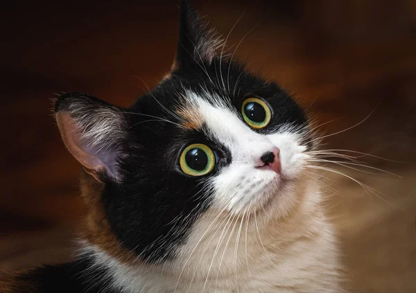 Porträtt Tricolor Katt Med Svart Prick Nosen Katten Tittar Något — Stockfoto