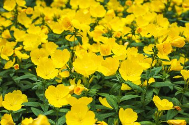 Sarı akşam primrosuyla yaz arkaplanı bulanık. Boşluğu kopyala..