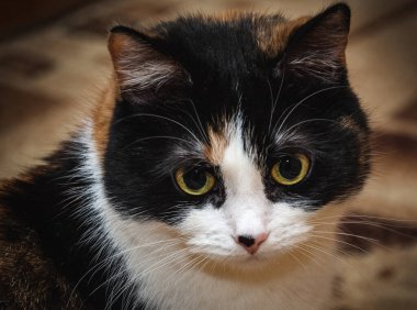 Üç renkli bir kedinin portresi dikkatle bir siren dinliyor..