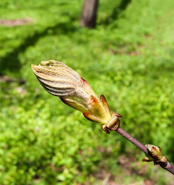 Dia Ensolarado Primavera Bud Copy Castanha Espalhando Espaço — Fotografia de Stock