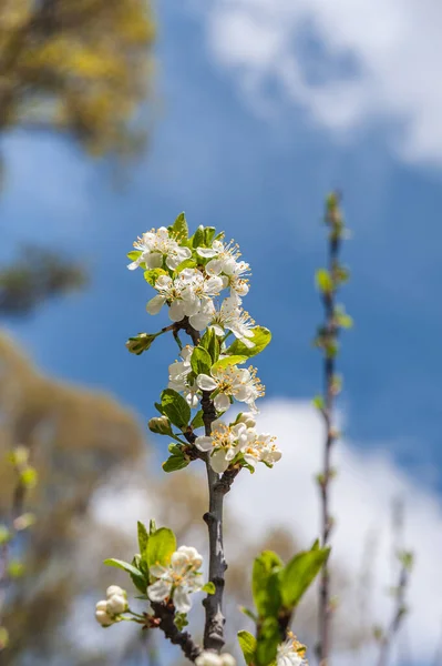 Spring Background Cherry Branch Blue Sky Flowers Illuminated Sun Cherry — стоковое фото