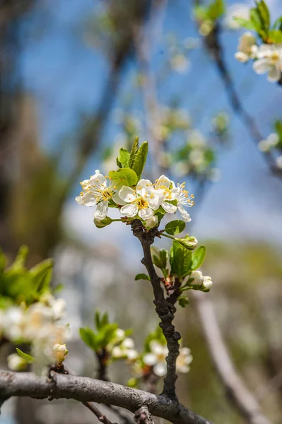 Spring Background Cherry Branch Blue Sky Flowers Illuminated Sun Cherry — стоковое фото