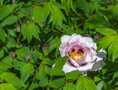 Bahçede güneşli bir gün. Açık pembe şakayık çiçeği. Çiçekteki arılar. Arka plan bulanık. Boşluğu kopyala.
