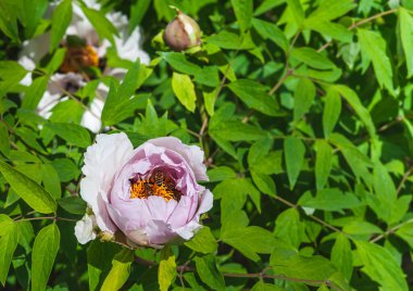 Bahçede güneşli bir gün. Açık pembe şakayık çiçeği. Çiçekteki arılar. Arka plan bulanık. Boşluğu kopyala.