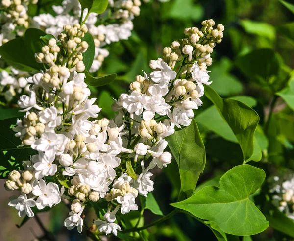 Güneşli bir bahar günü. Beyaz leylağın çiçek açan dalı. Arka plan bulanık..